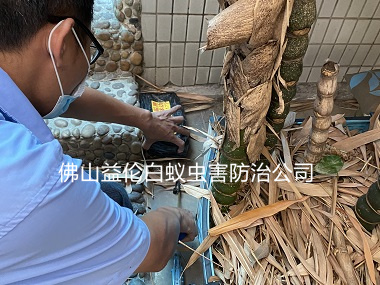 季华路白蚁危害防治工程