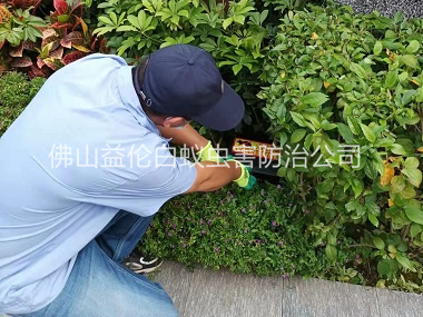 南庄绿化施药灭鼠
