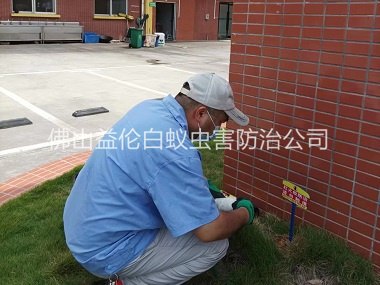 南庄杀灭红火蚁工程