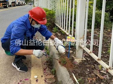 南庄红火蚁防治工程