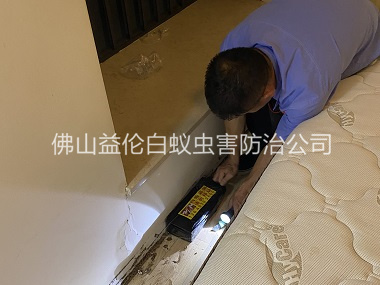 禅城家居白蚁灭治工程