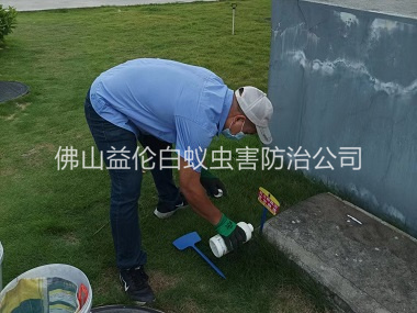 祖庙灭除红火蚁工程